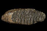 Fossil Woolly Mammoth Lower M Molar - North Sea Deposits #149771-3